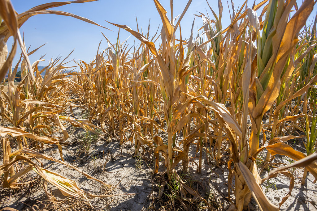 Drought In Northern Italy: the cornfields dry up for lack of water