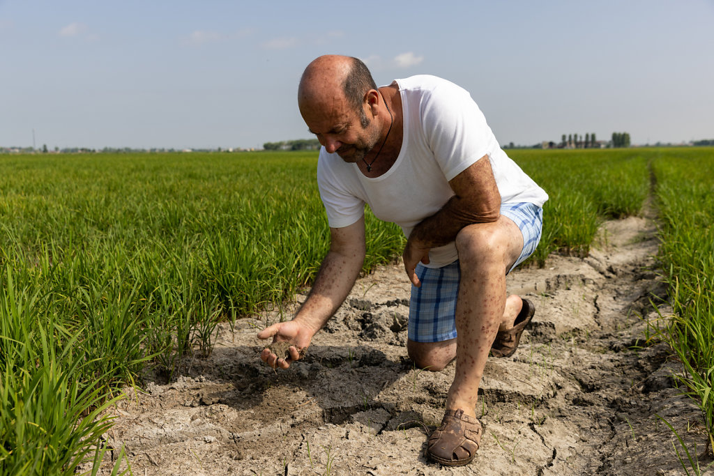 Drought In Northern Italy: paddy fields in Novara