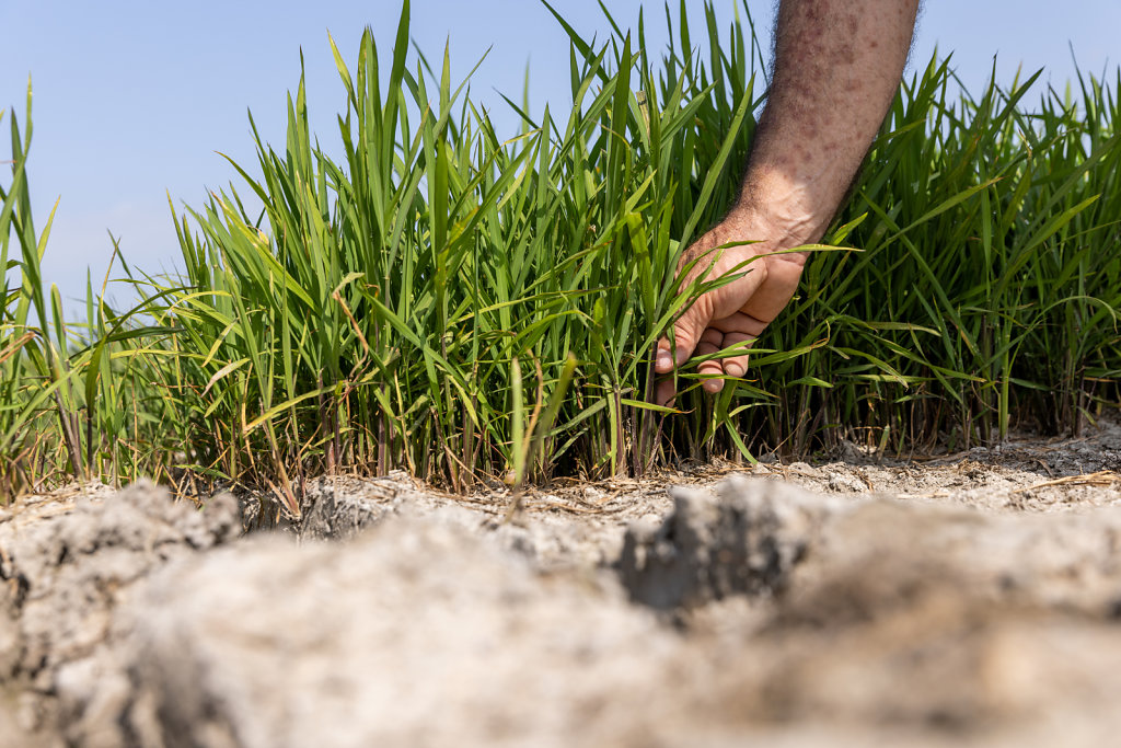 Drought In Northern Italy: paddy fields in Novara