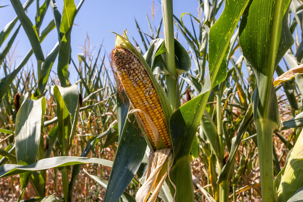 Drought In Northern Italy: the cornfields dry up for lack of water